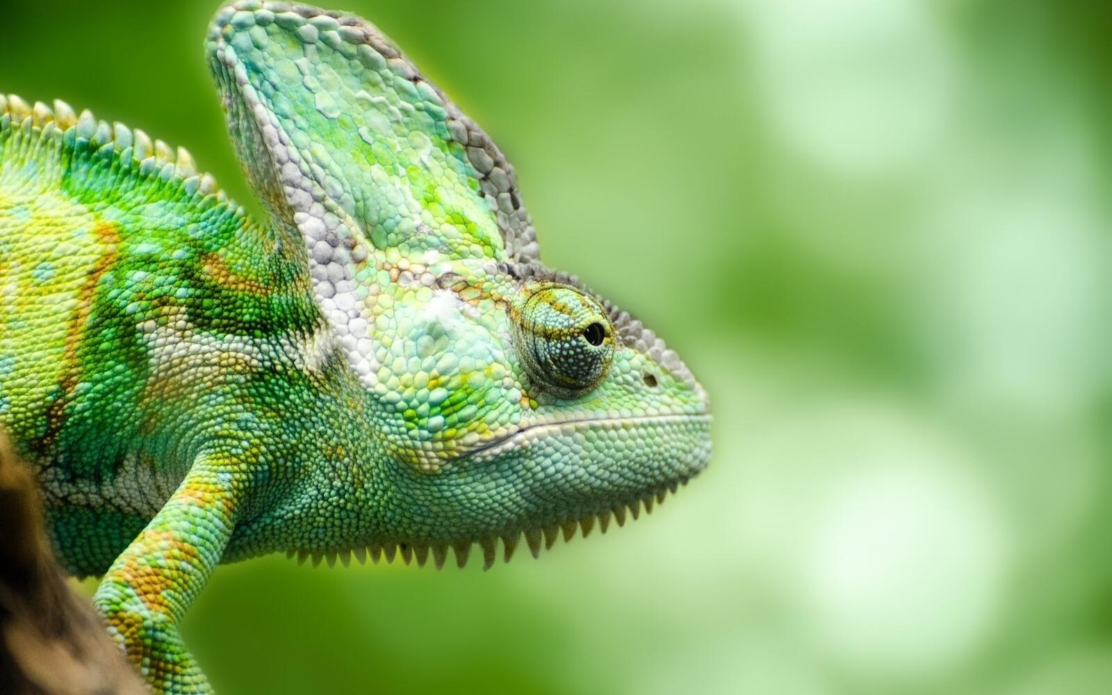 Wallpapers profile view reptile wallpaper green chameleon on the desktop