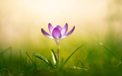 Purple lonely saffron flower