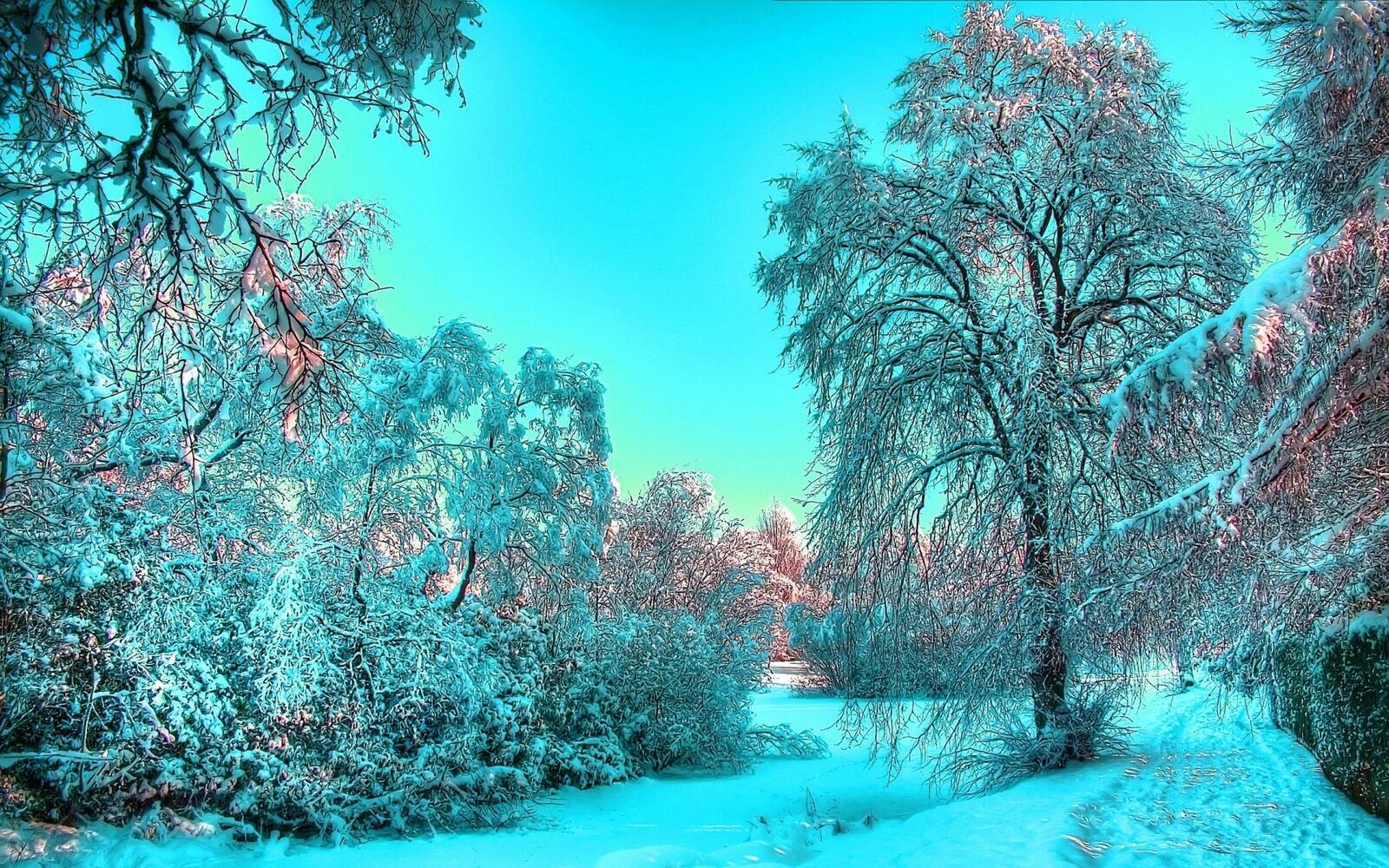 Бесплатное фото Зимние красоты