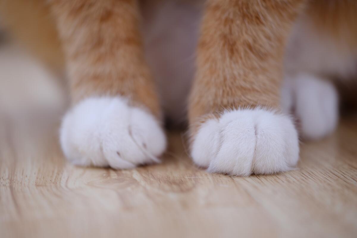 Ginger Cat Paws