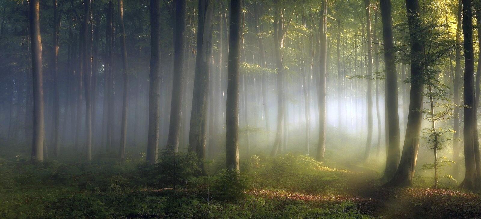 Бесплатное фото Туман в лесу солнечным утром