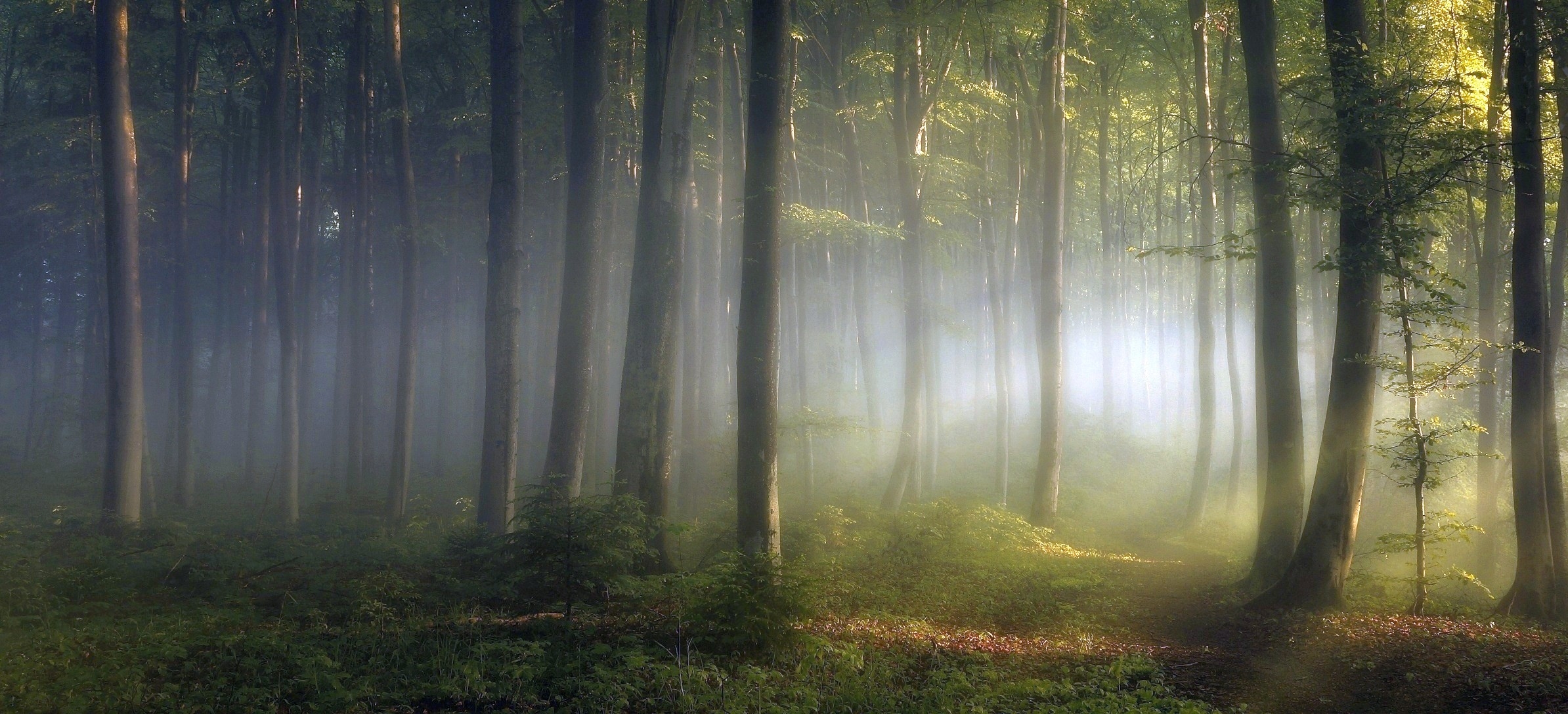 免费照片阳光明媚的早晨，森林中的雾气