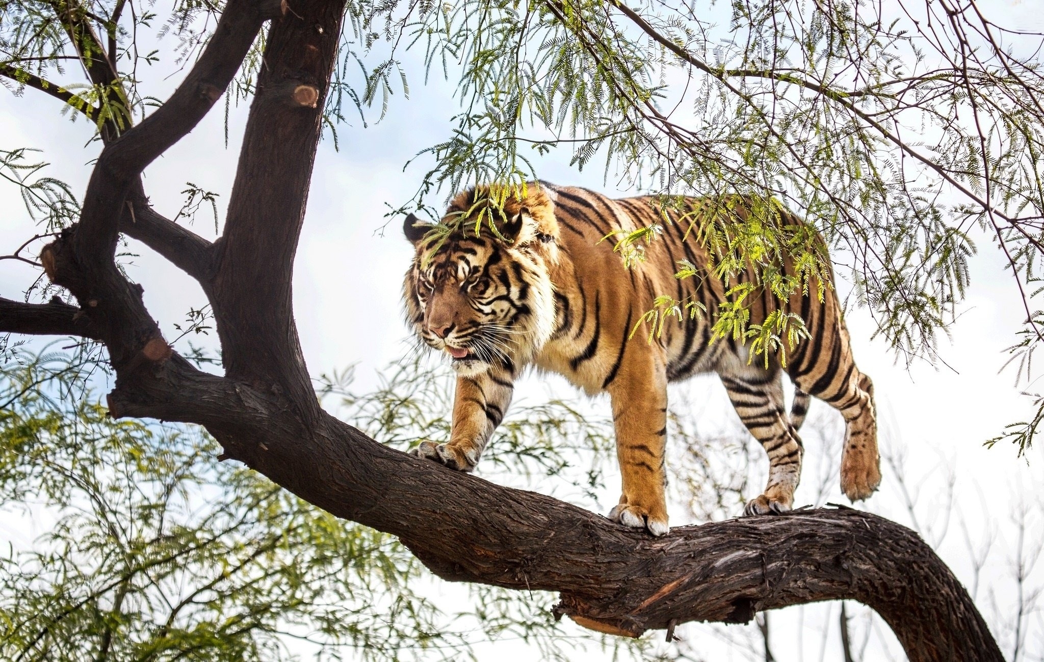 一只老虎随后爬上一棵树休息