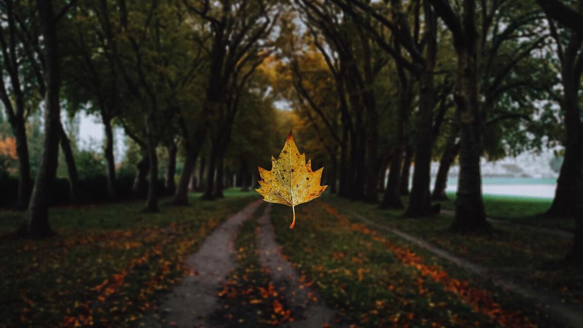 Falling autumn leaf