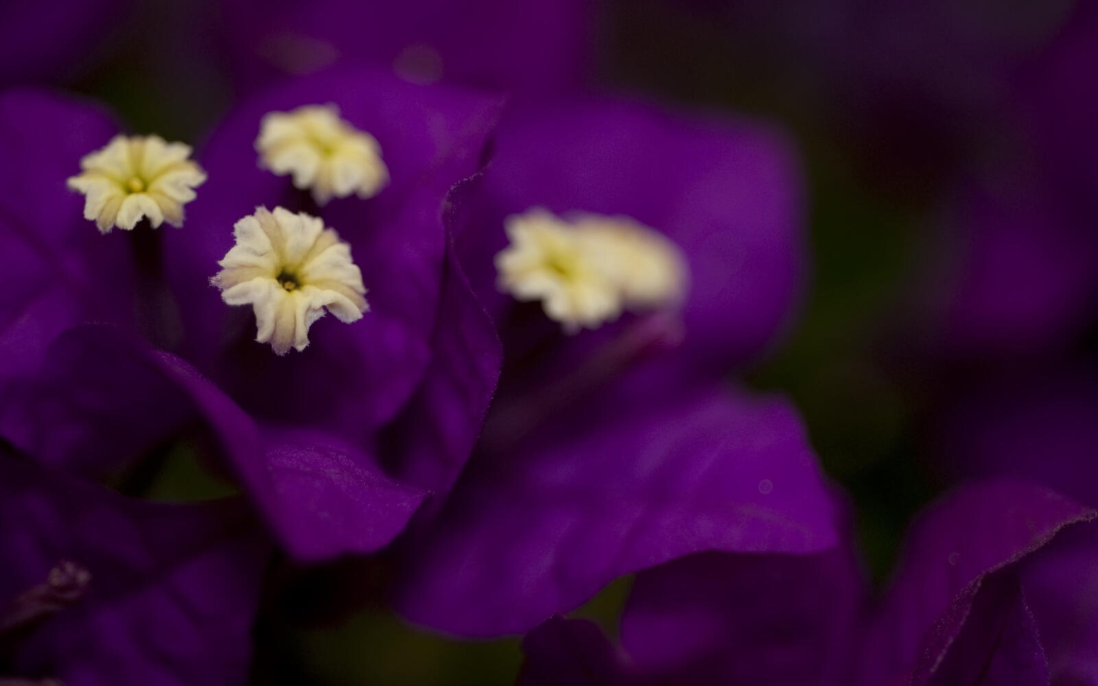 Free photo Purple bougainvillea close-up
