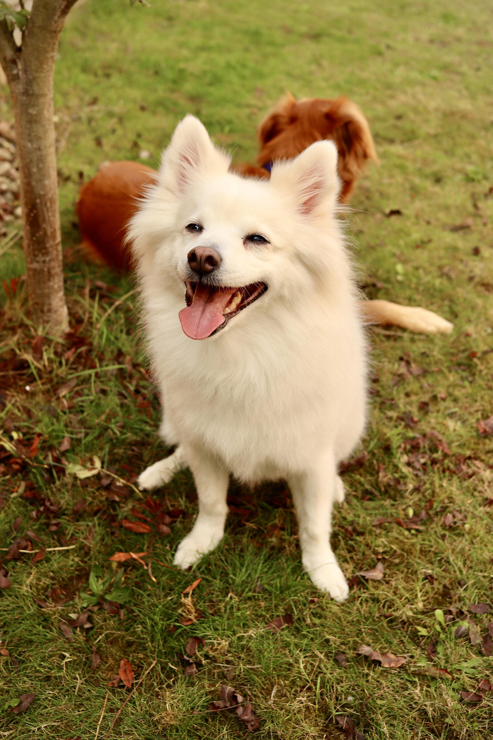 Бесплатное фото Радостный милый щенок белого цвета