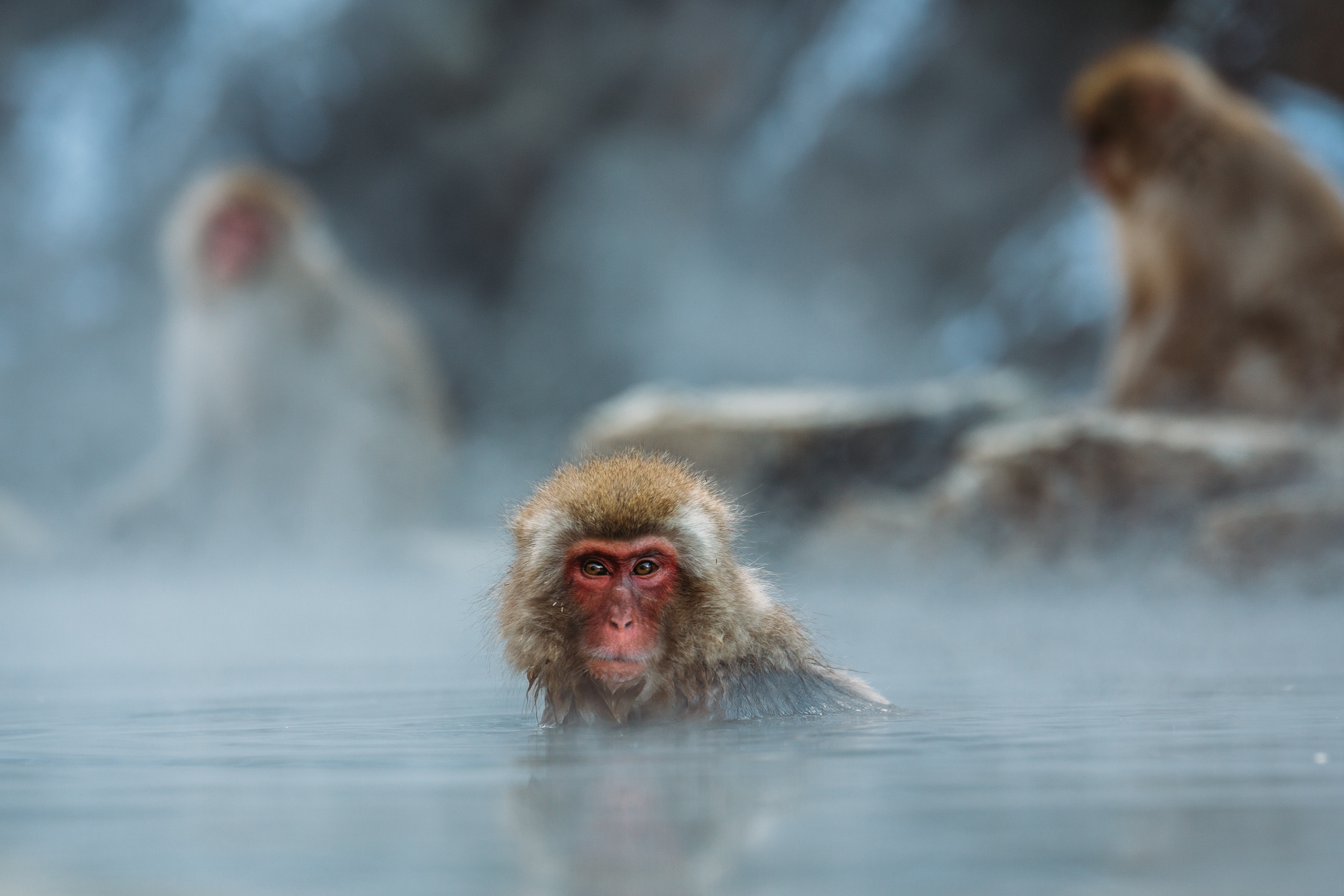 Monkeys take hot baths