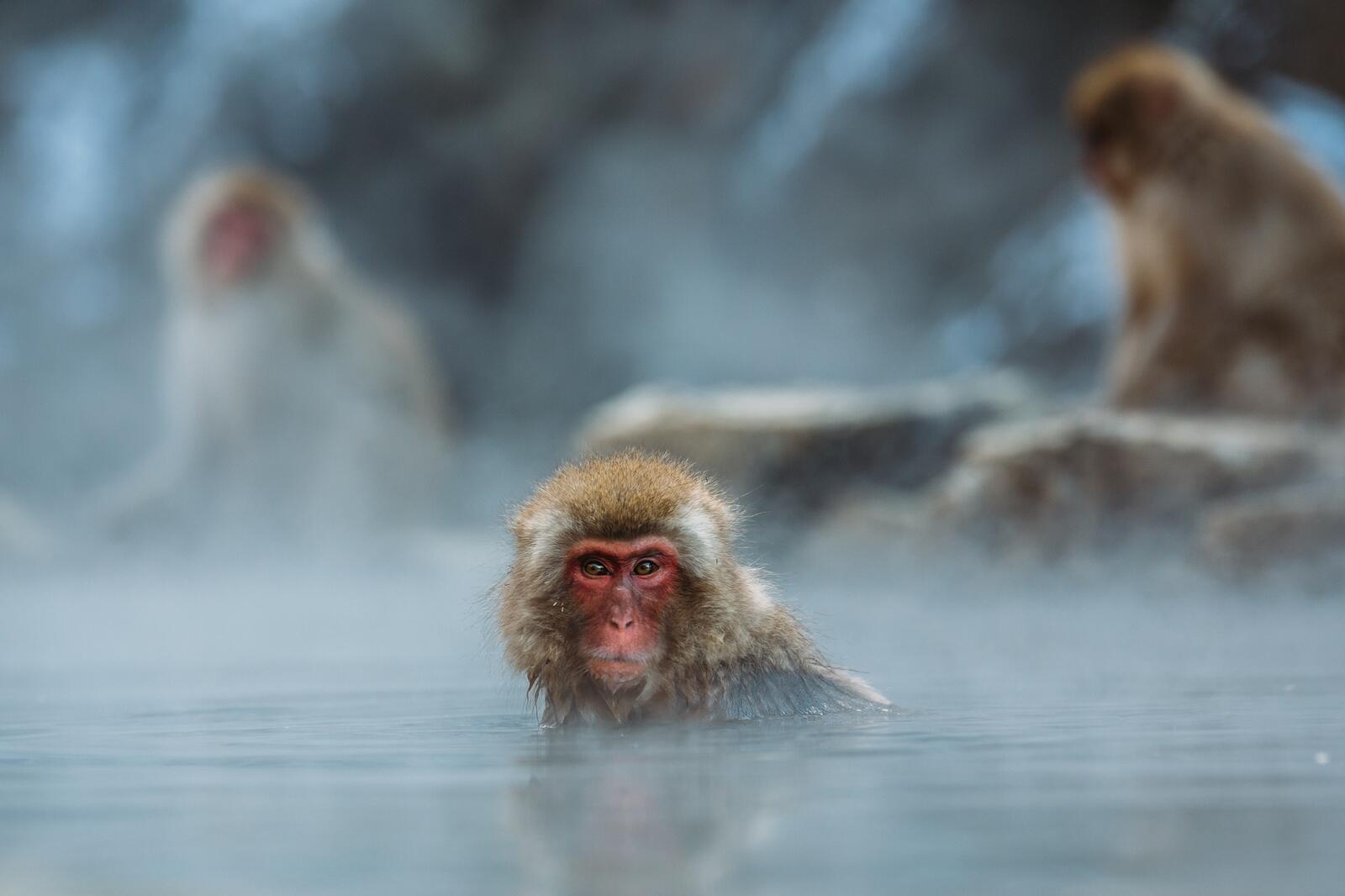 Free photo Monkeys take hot baths