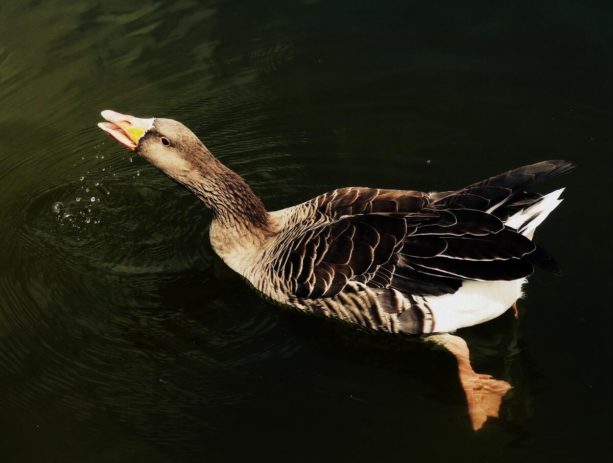 Floating goose