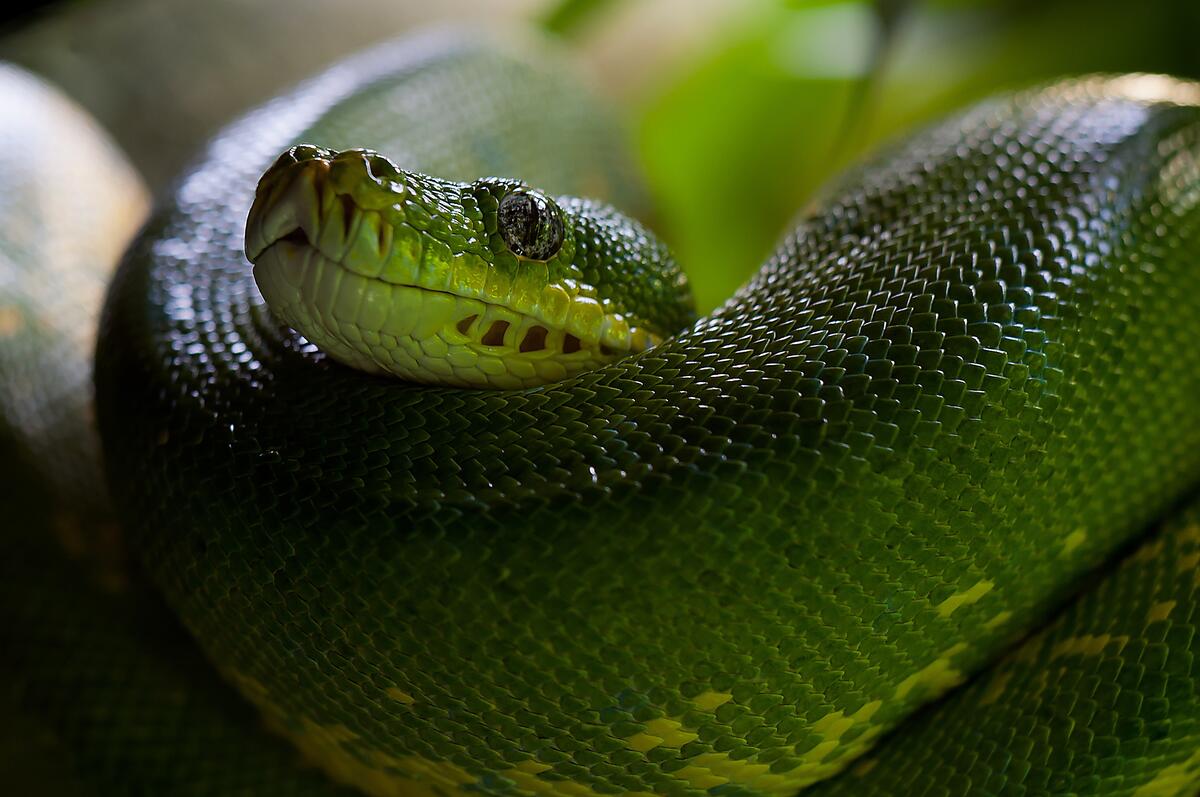 Green snake wallpaper