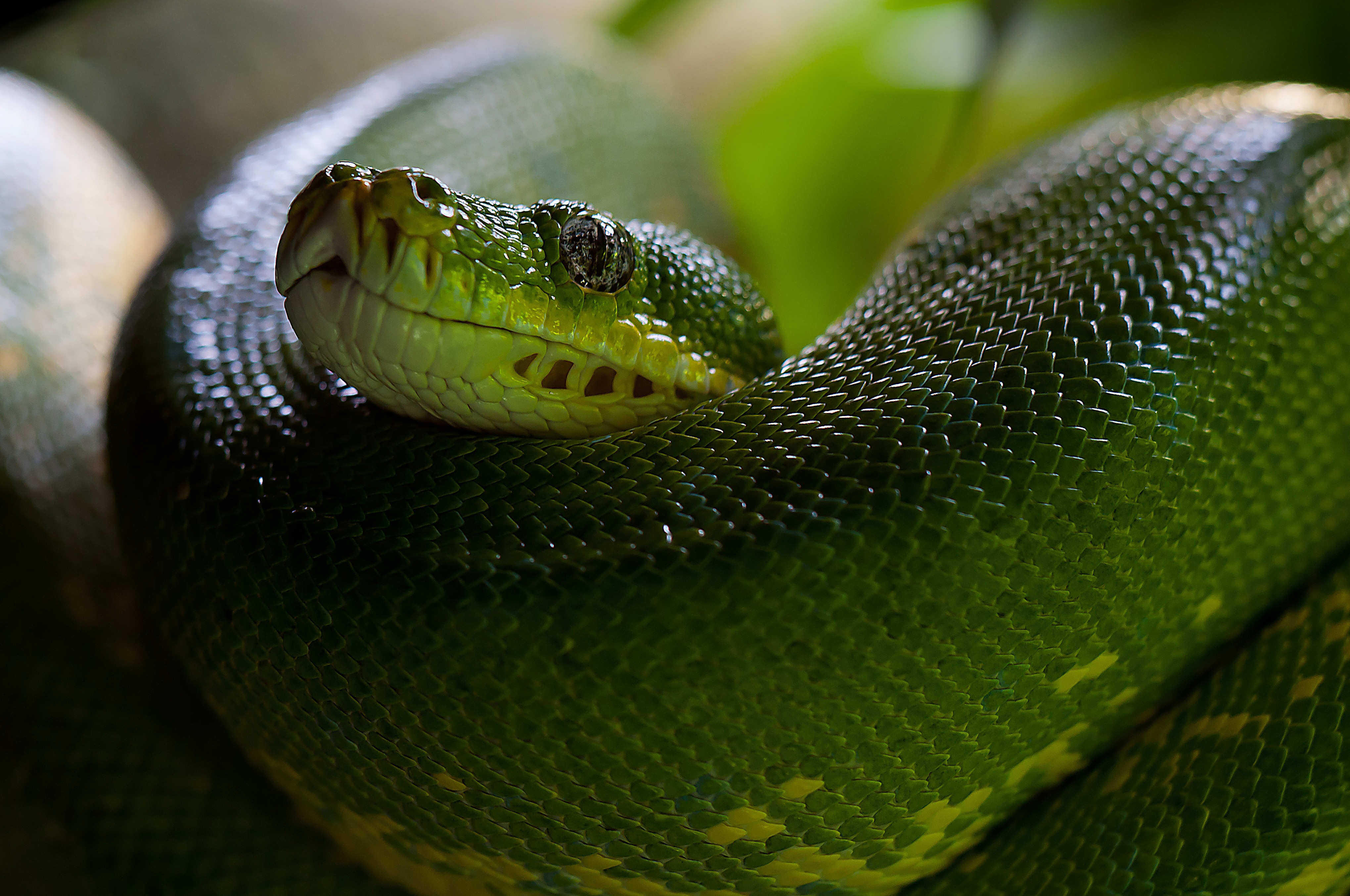 Бесплатное фото Обои с зеленой змейкой