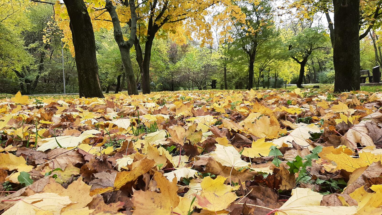 Бесплатное фото Опавшие кленовые листья на не большой лужайке