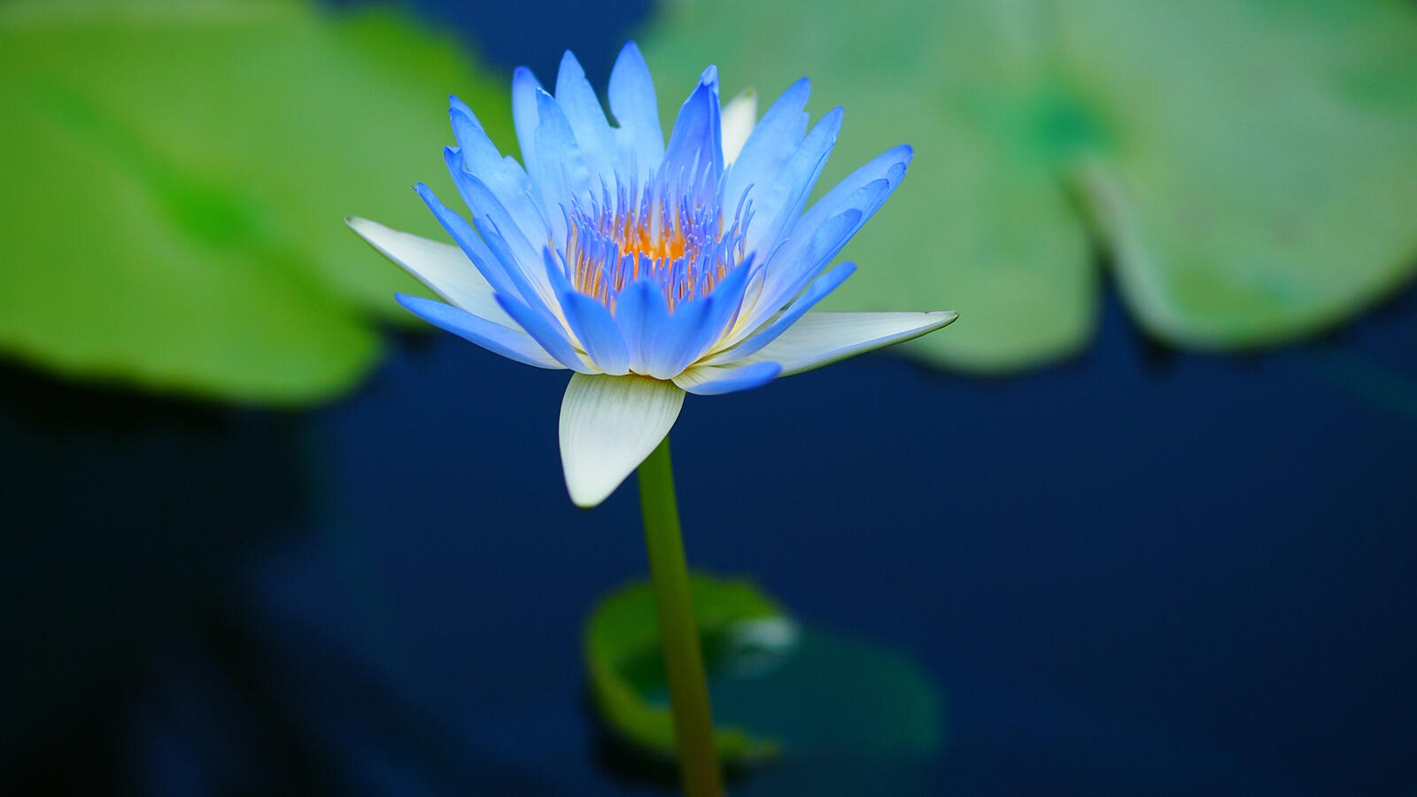Бесплатное фото Голубая водяная лилия