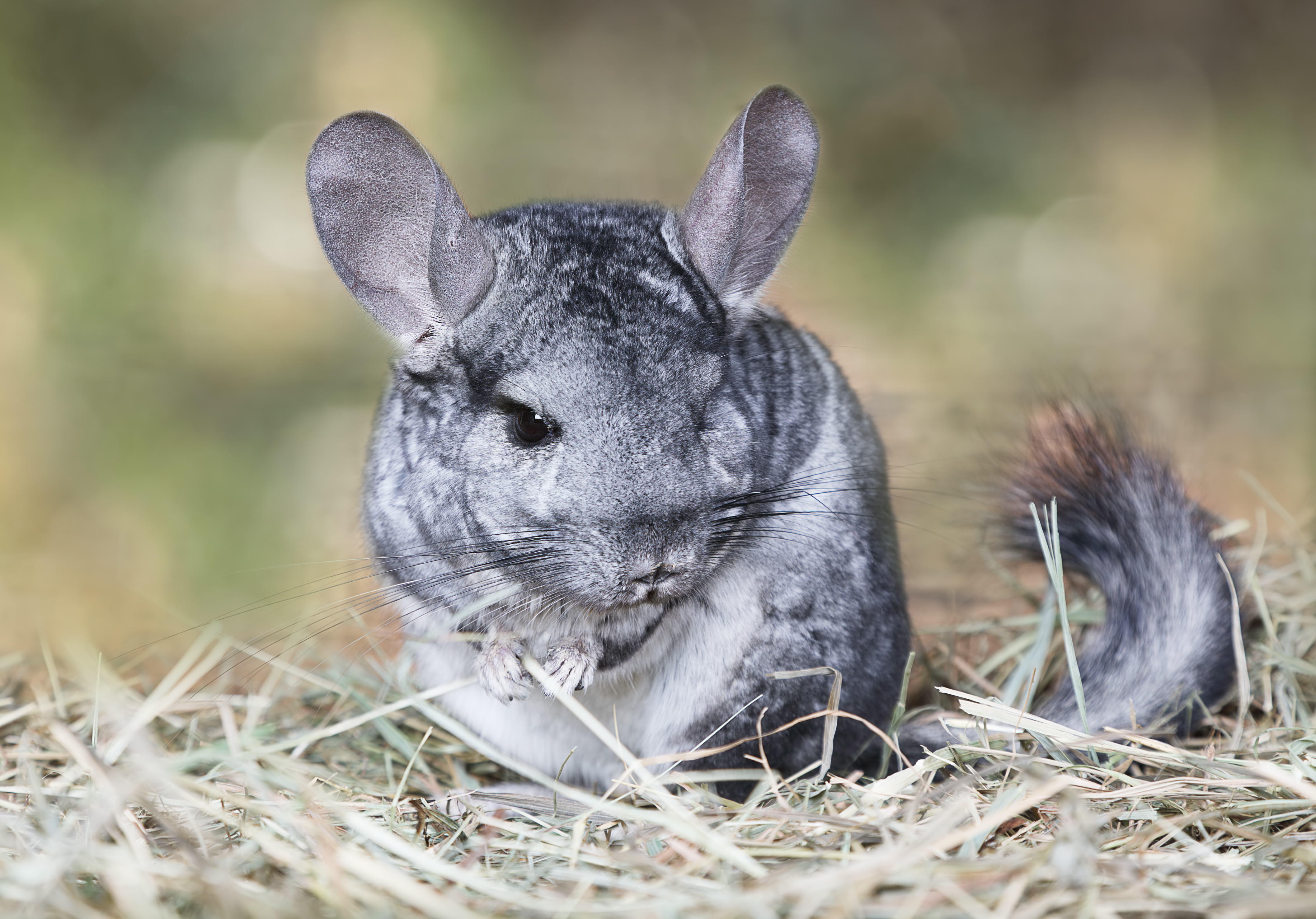 一只灰老鼠坐在干草上