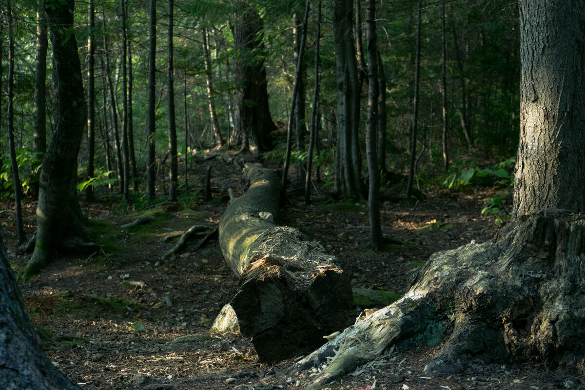 Поваленное старое дерево в лесу