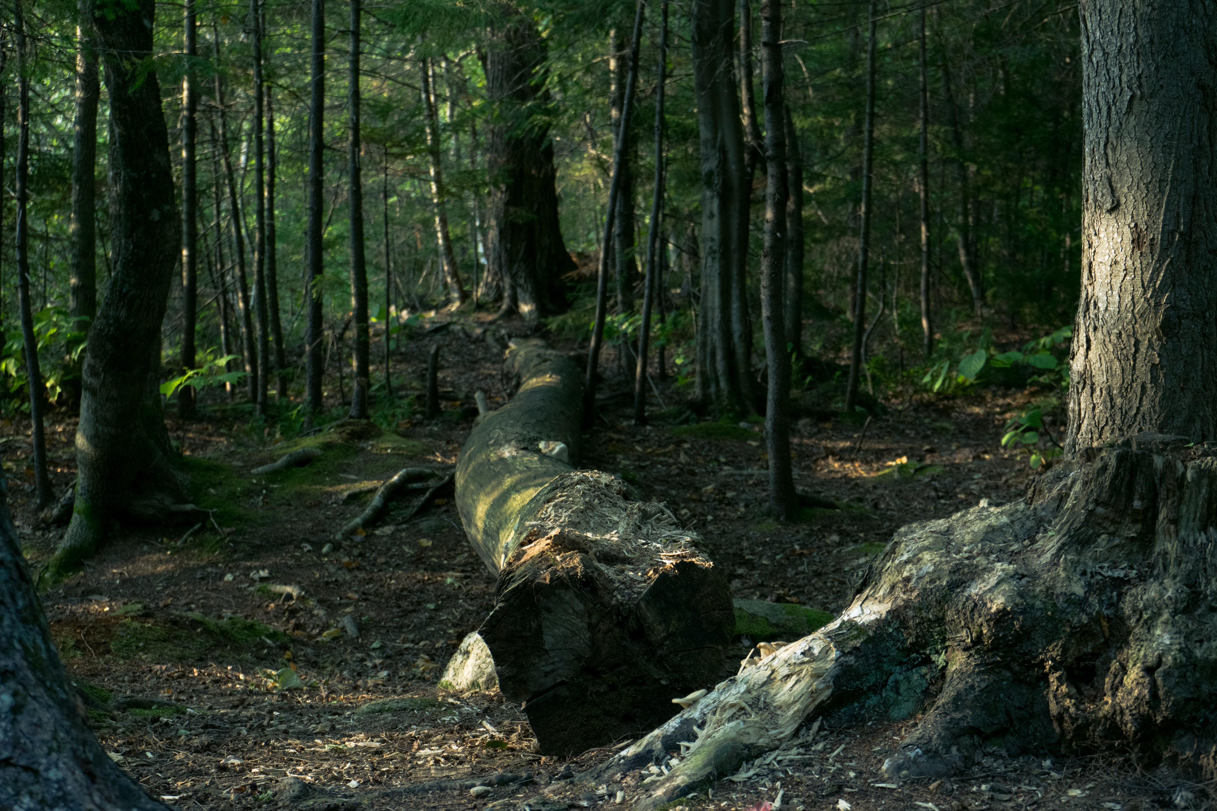 Free photo A fallen old tree in the woods