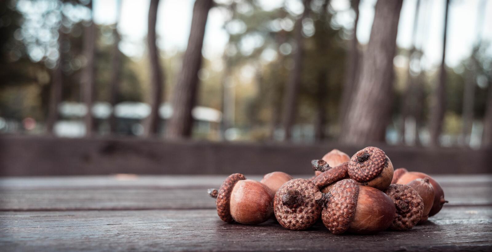 Free photo A handful of acorns