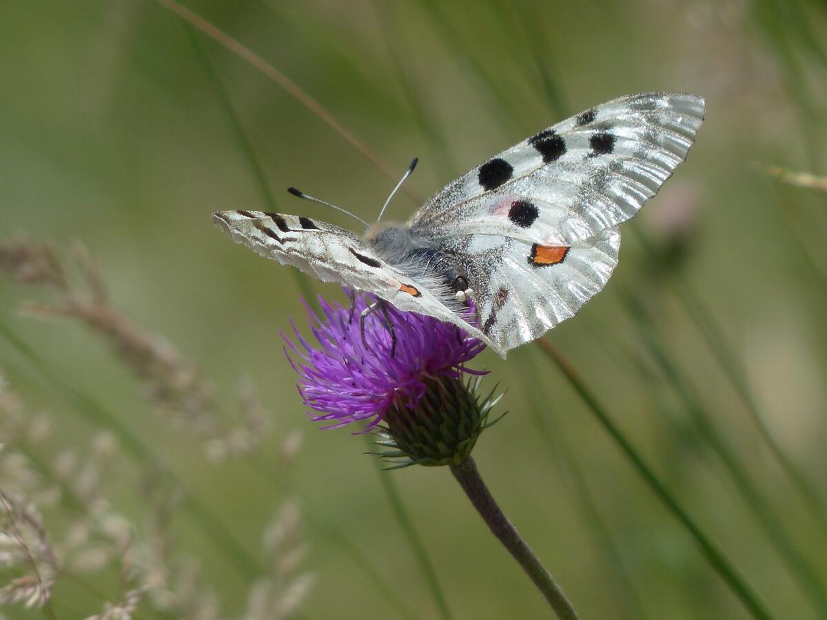 A white butterfly on a purple flower.