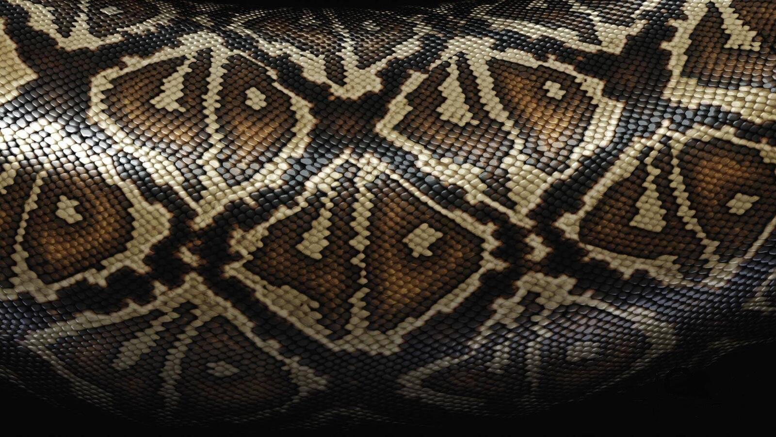 Free photo Snakeskin scaly skin with patterns