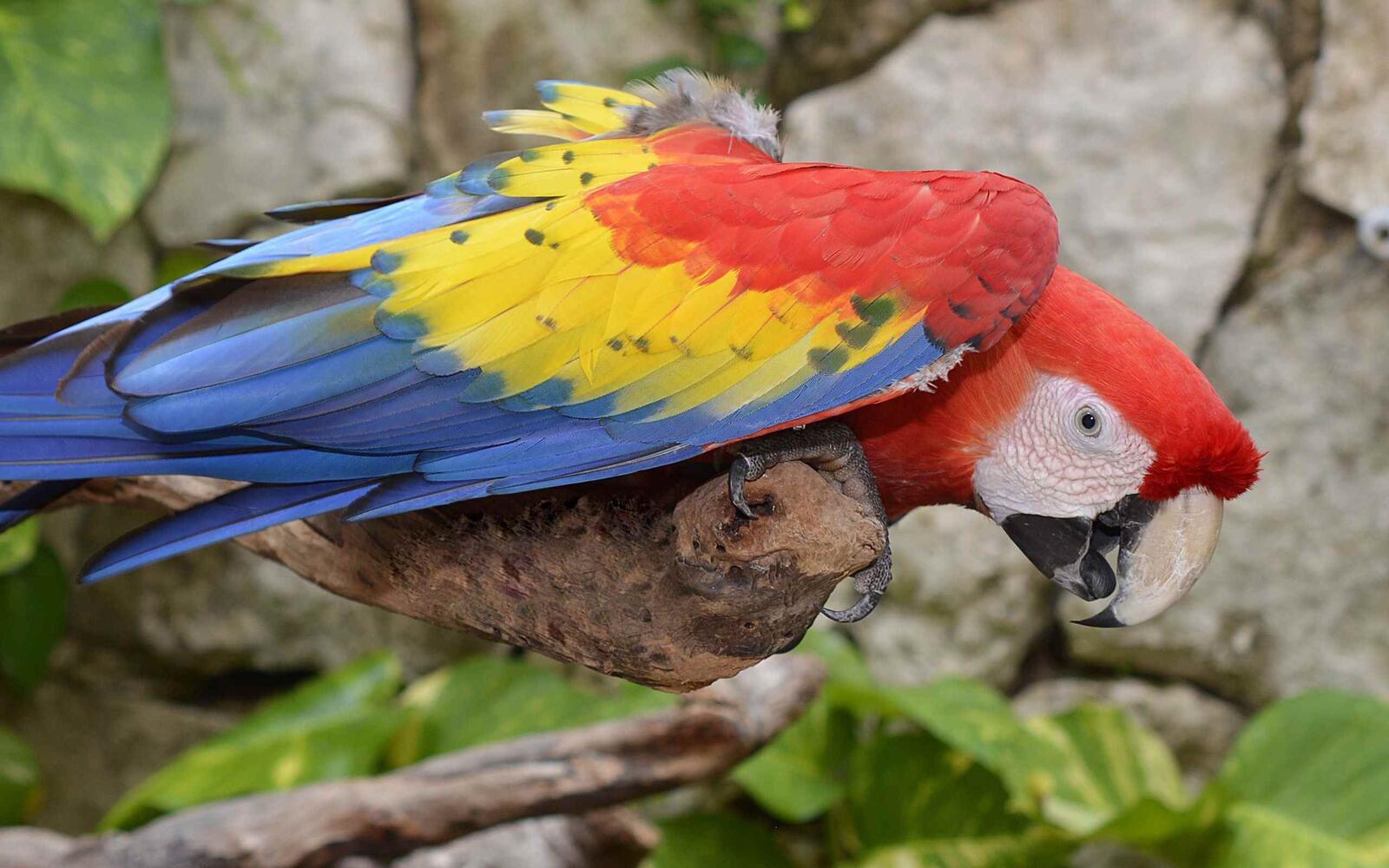 Бесплатное фото Попугай ара сидит на ветке и смотрит вверх