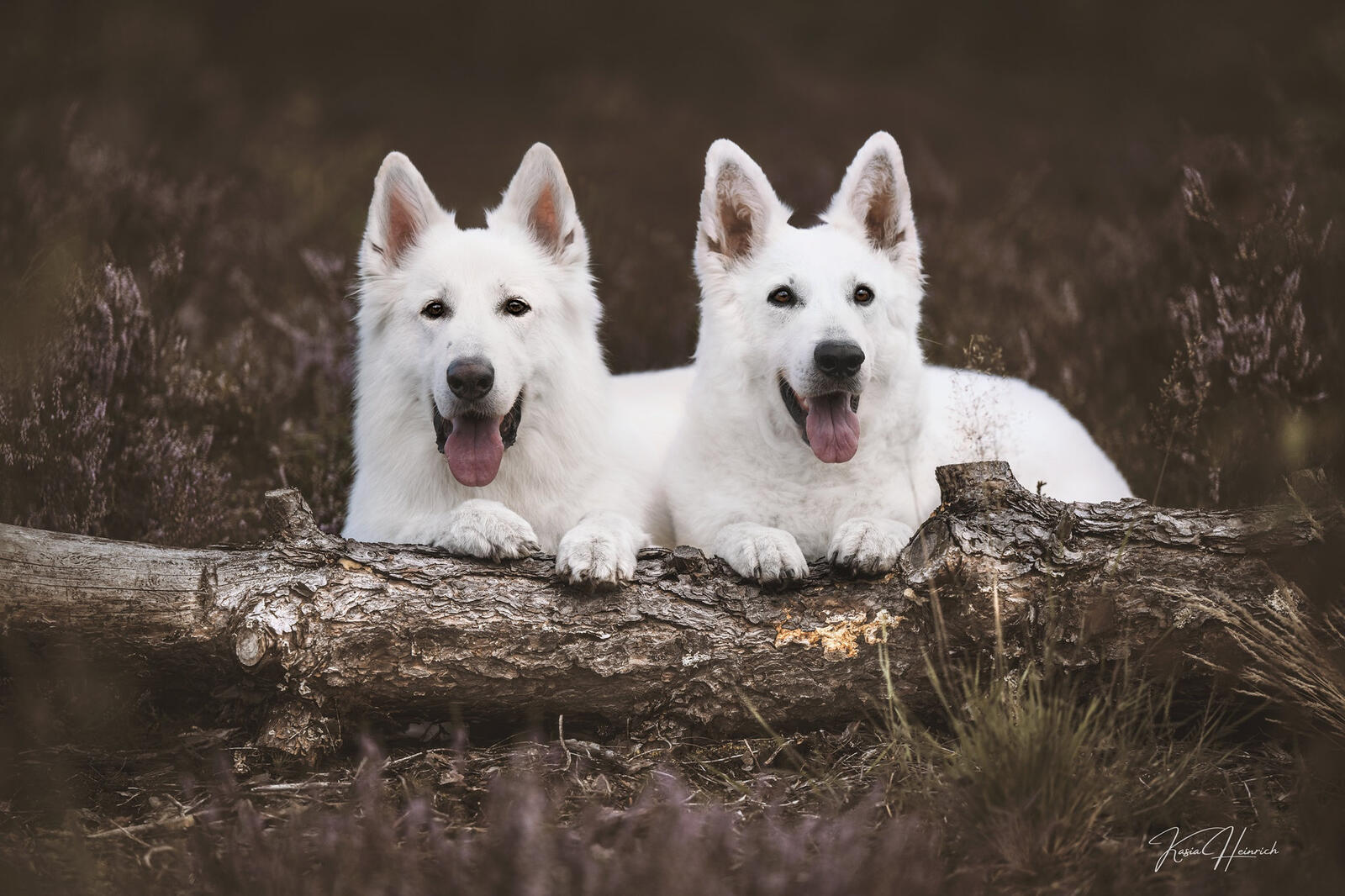 Free photo Two white Swiss shepherds