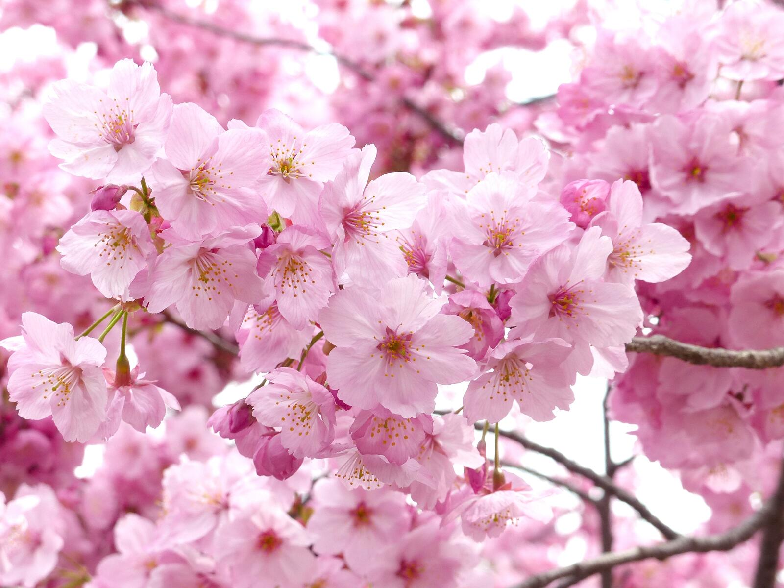 Бесплатное фото Цветущая вишня
