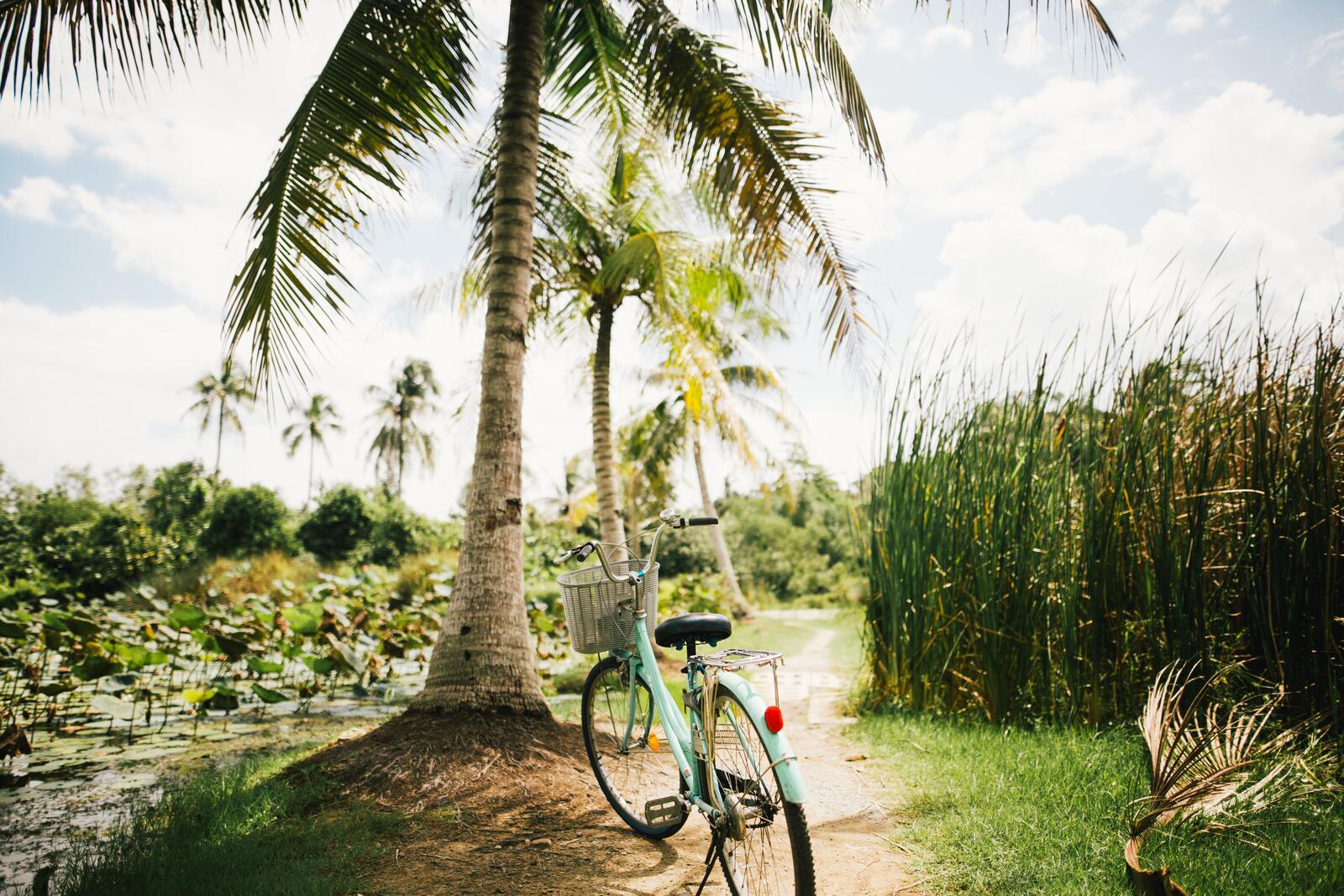 Wallpapers tree palms bicycle on the desktop