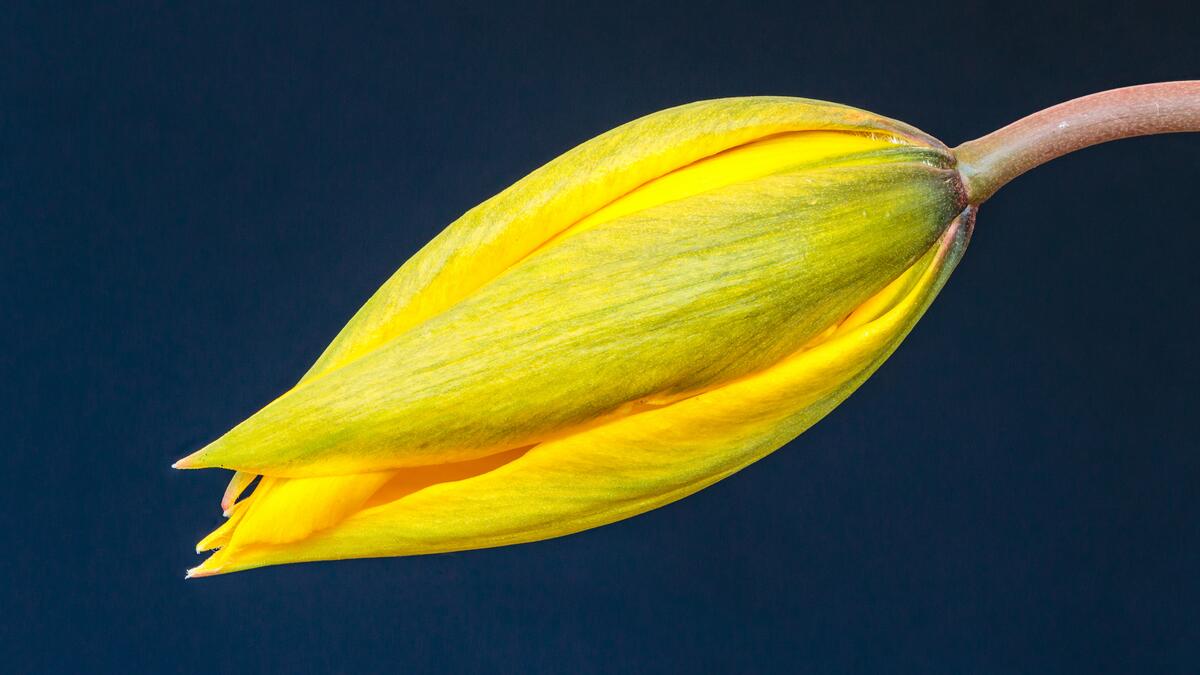 Цветок жёлтого тюльпана крупным планом
