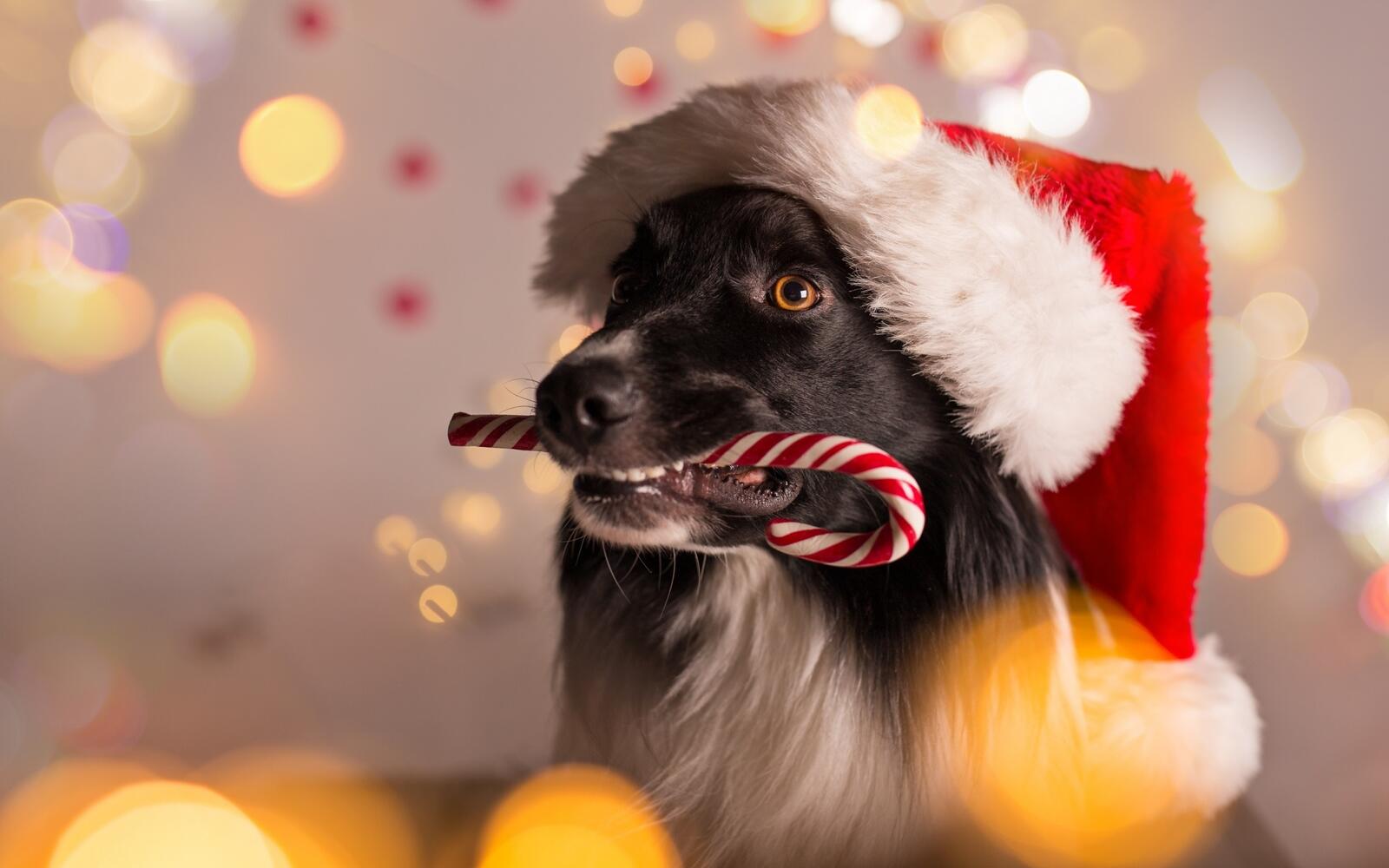 Free photo Wallpaper Border Collie in a New Year`s cap