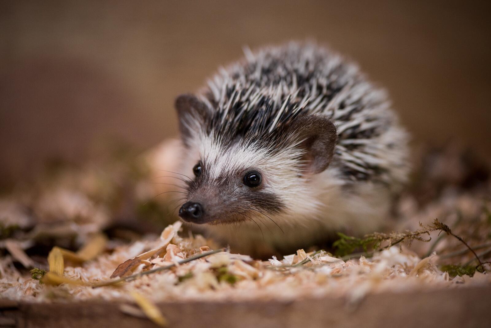 Free photo Close-up of a hedgehog