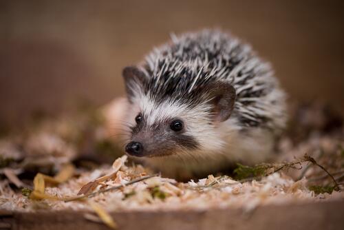 Close-up of a hedgehog