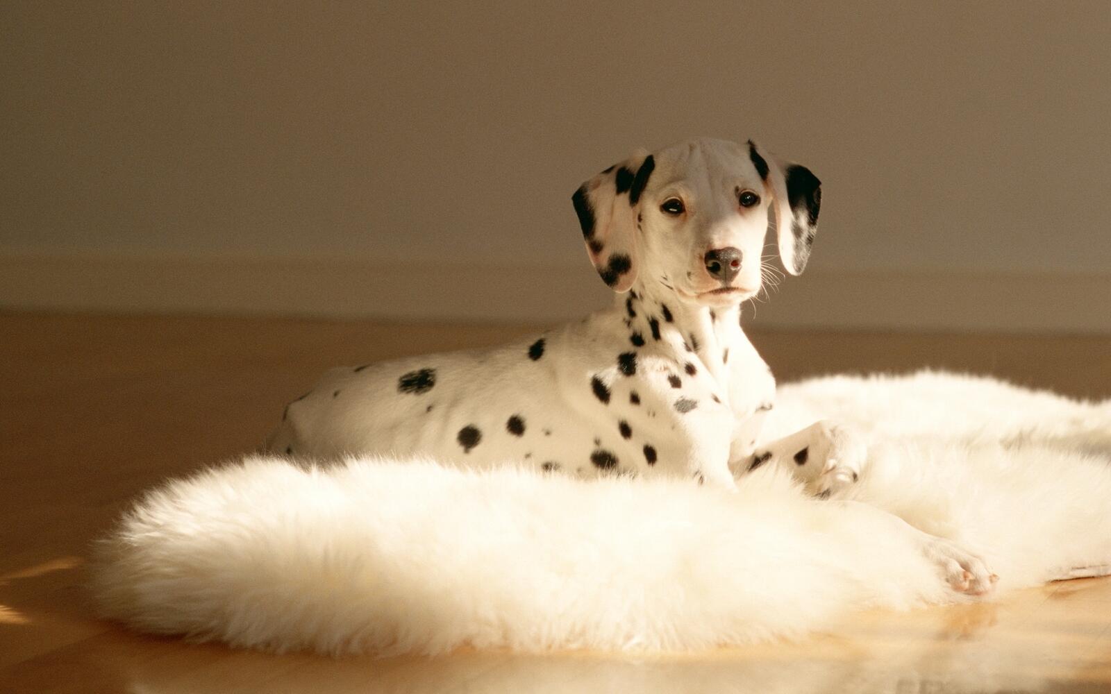 Free photo A Dalmatian puppy