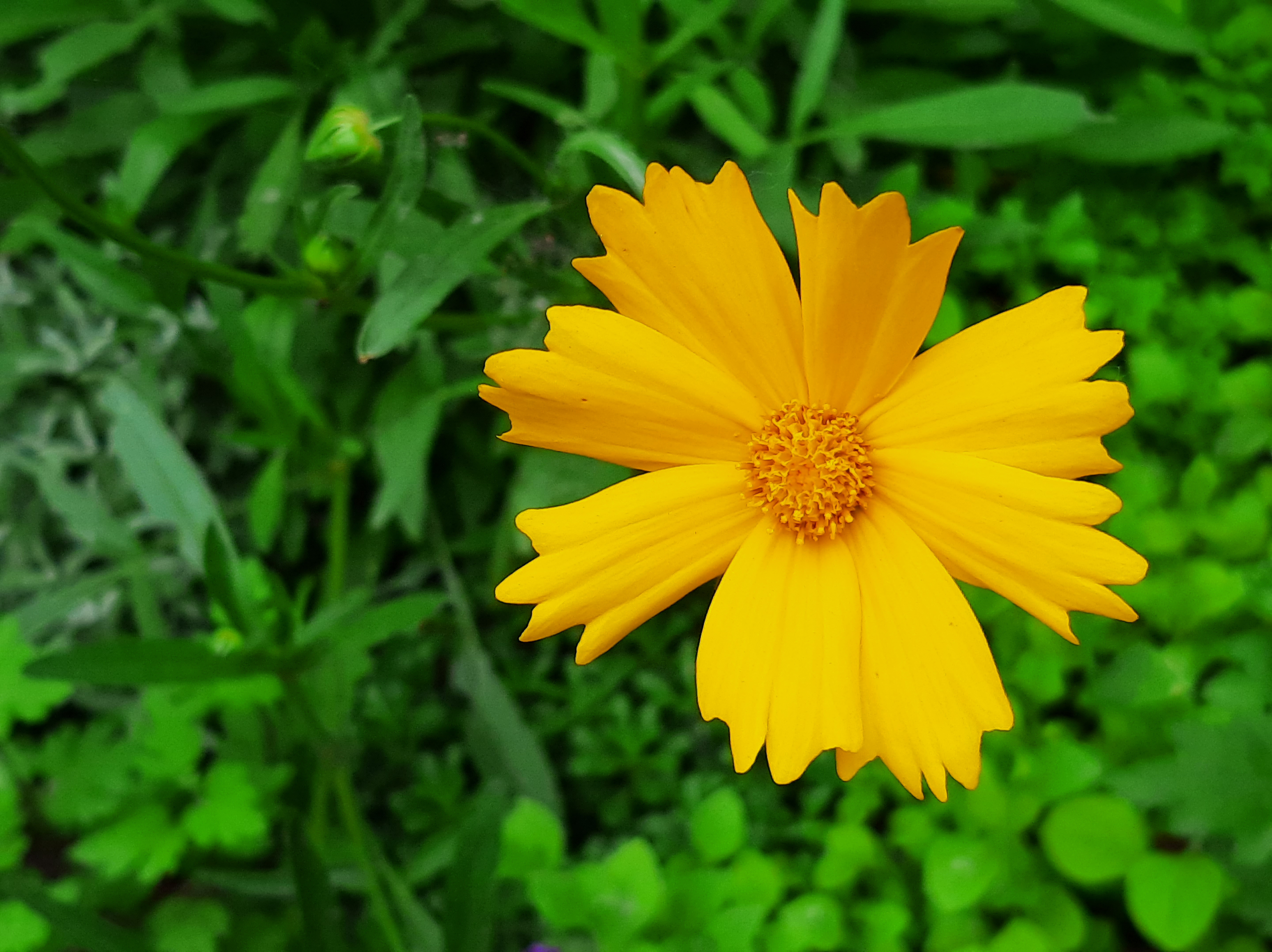 Free photo Flower with yellow petals
