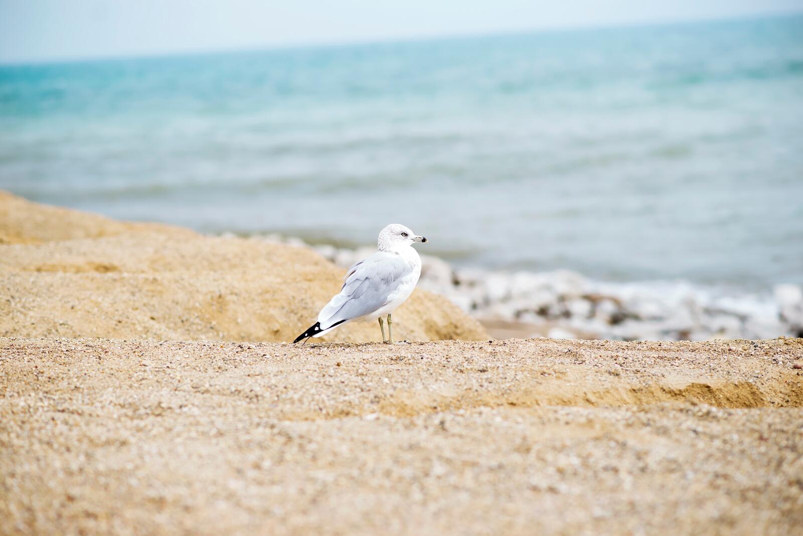 Free photo A sea gull walks along the sandy shoreline