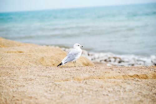 Морская чайка гуляет по песочному берегу