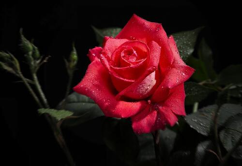 A red rosebud in the rain