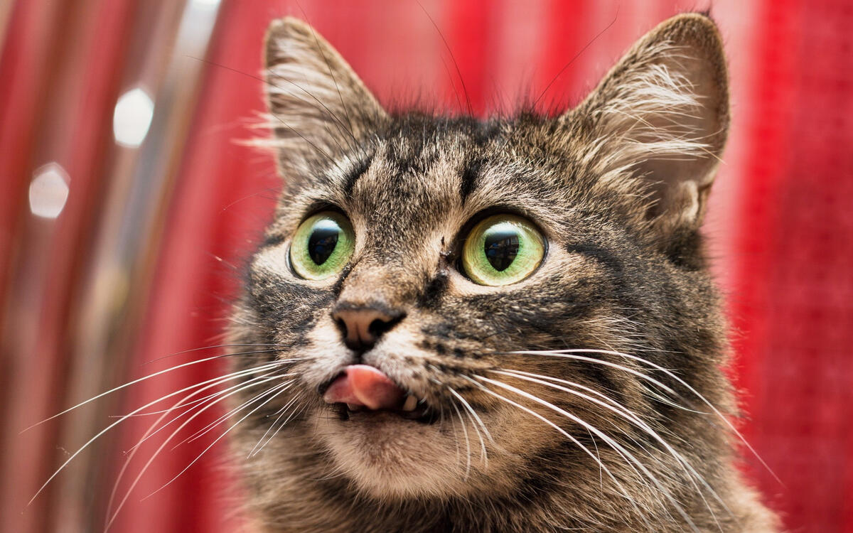 Симпатичная зеленоглазая кошка показывает язык