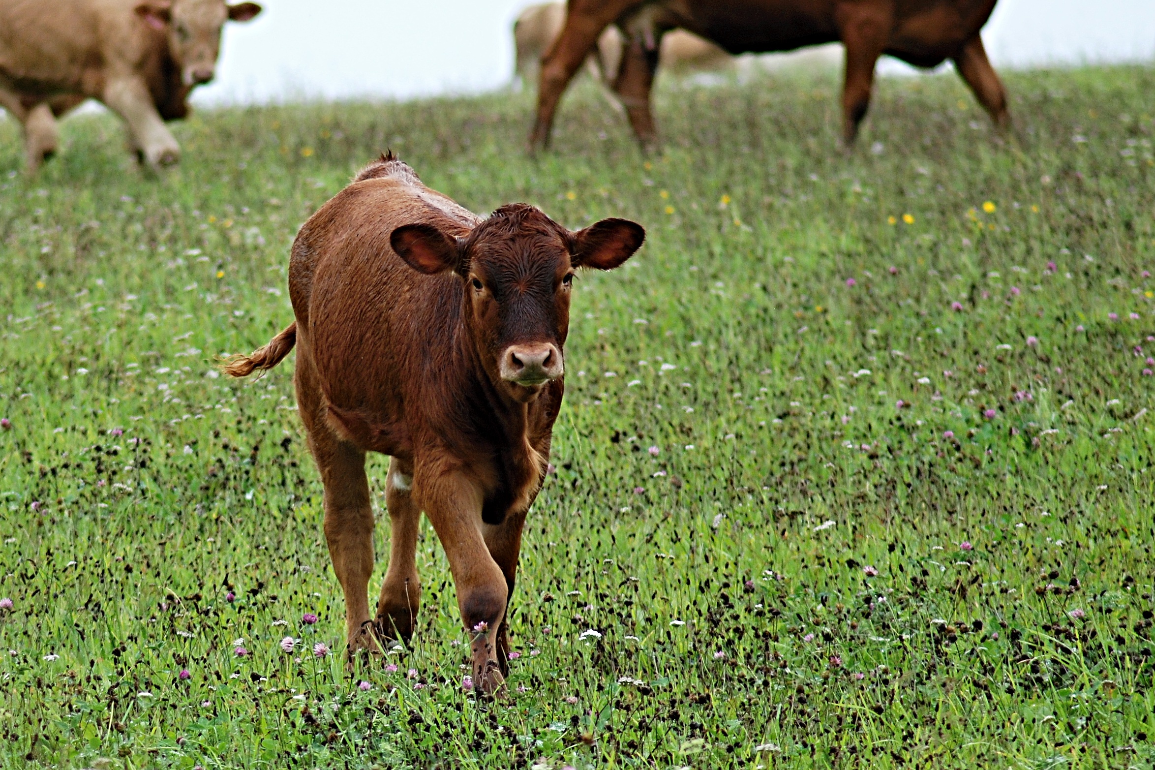 A calf walks in a green field