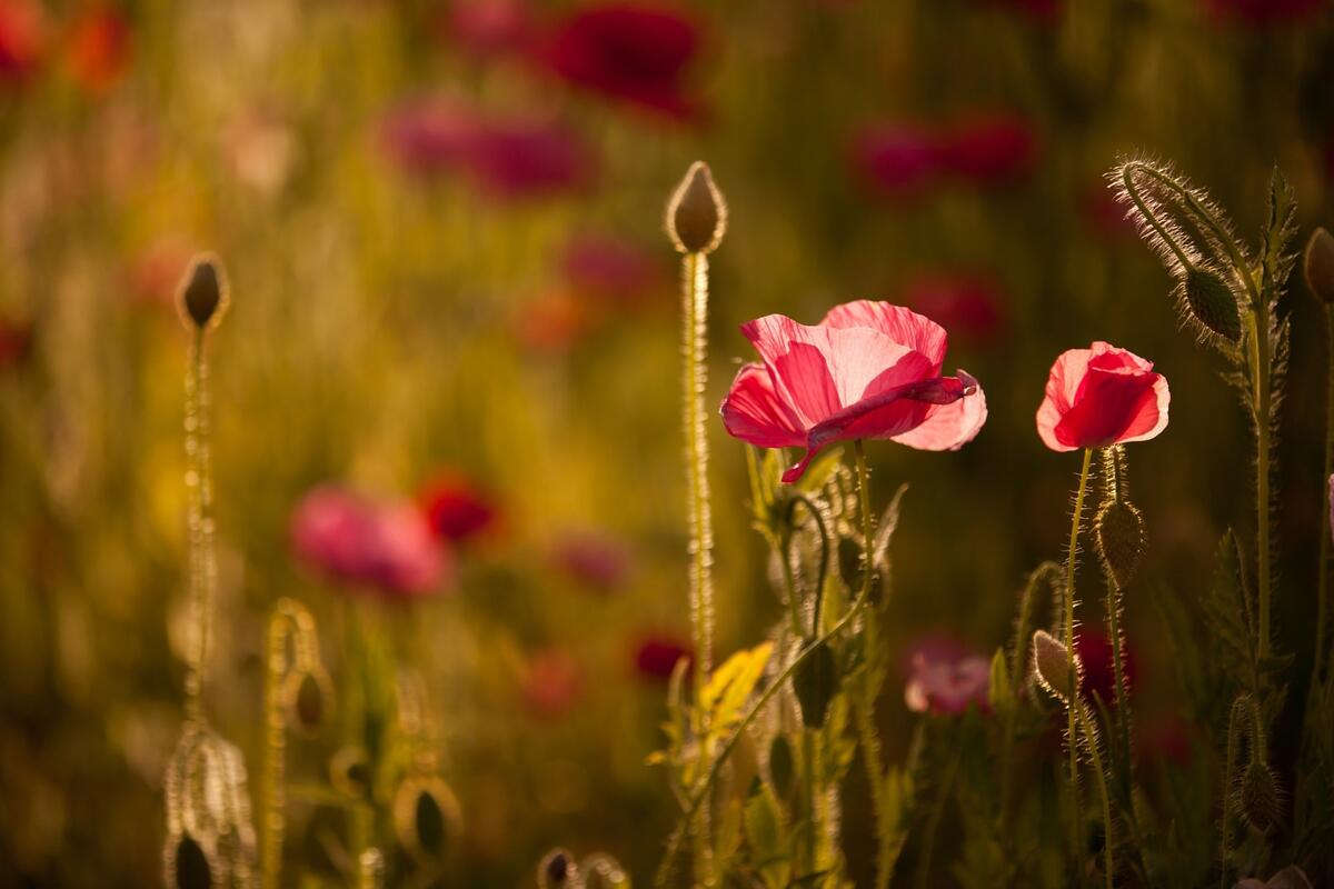 Poppy flower in the evening sunlight