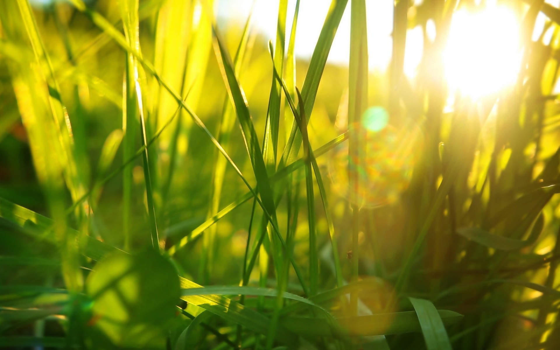 Фото бесплатно солнечный свет, трава, поле