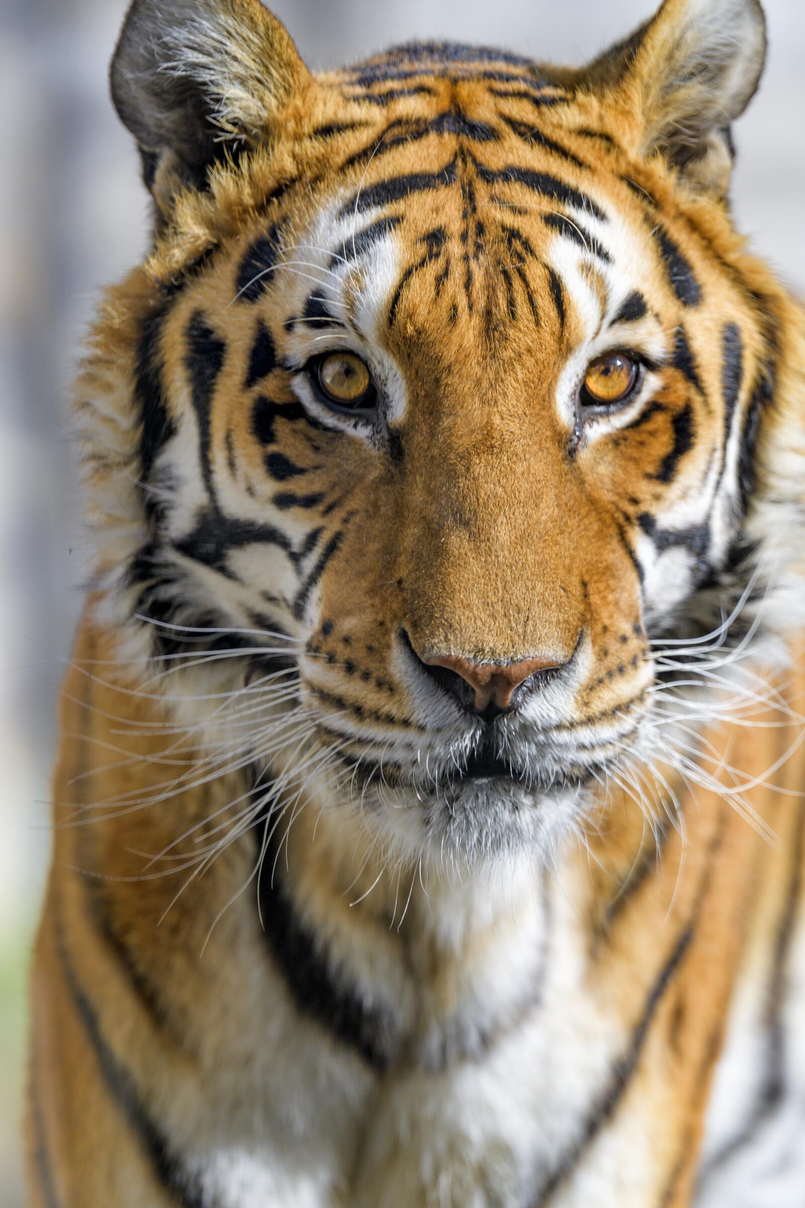 Бесплатное фото Взгляд тигра крупным планом