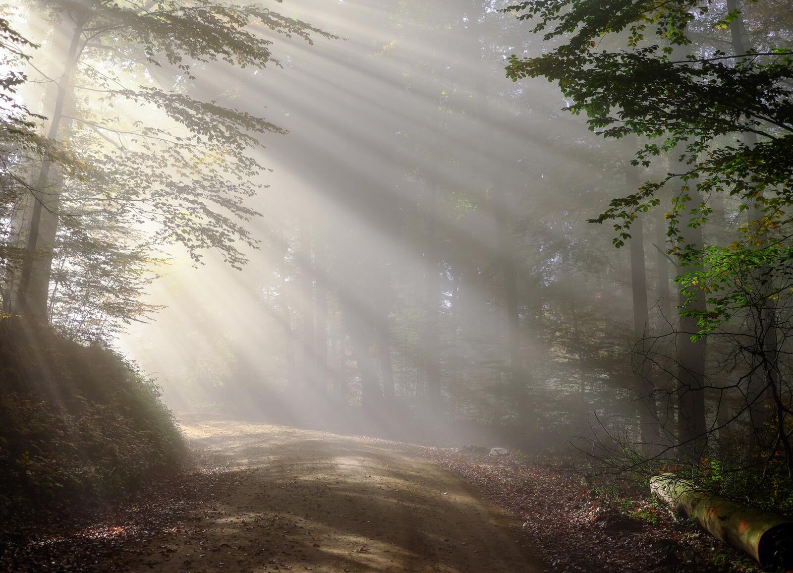 Бесплатное фото Яркие солнечные лучи в лесу