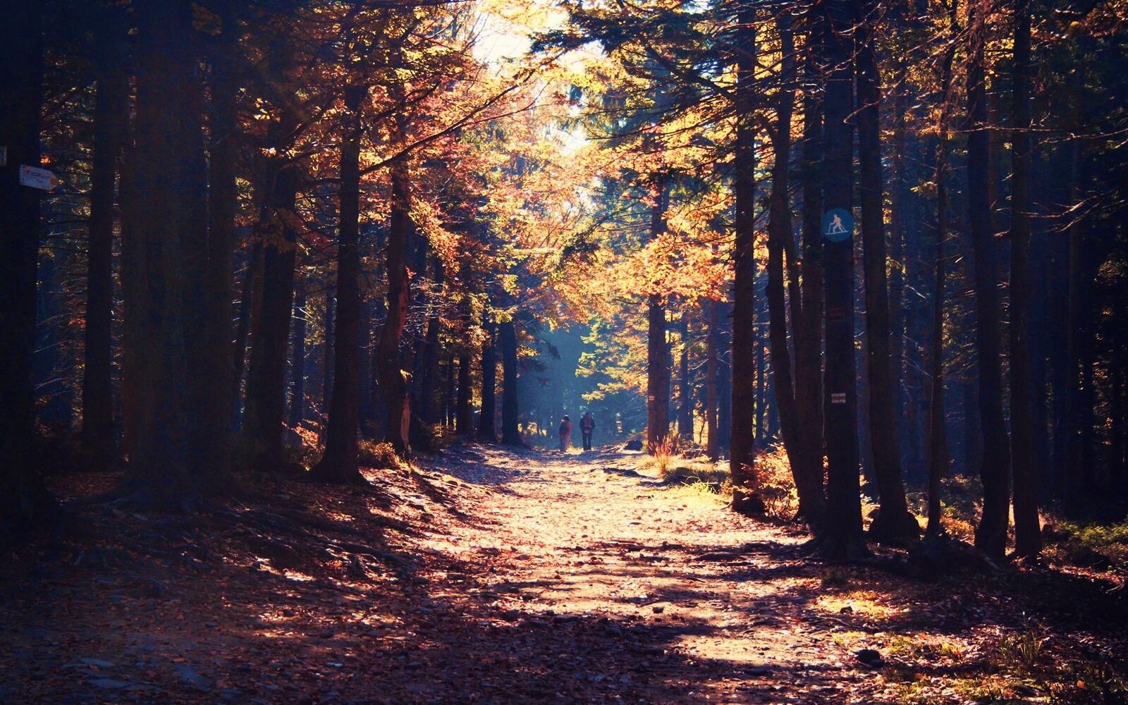 Бесплатное фото Лесная тропа вдоль осеннего леса