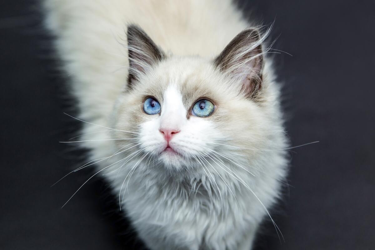 白色毛绒绒的猫，有一双美丽的蓝眼睛