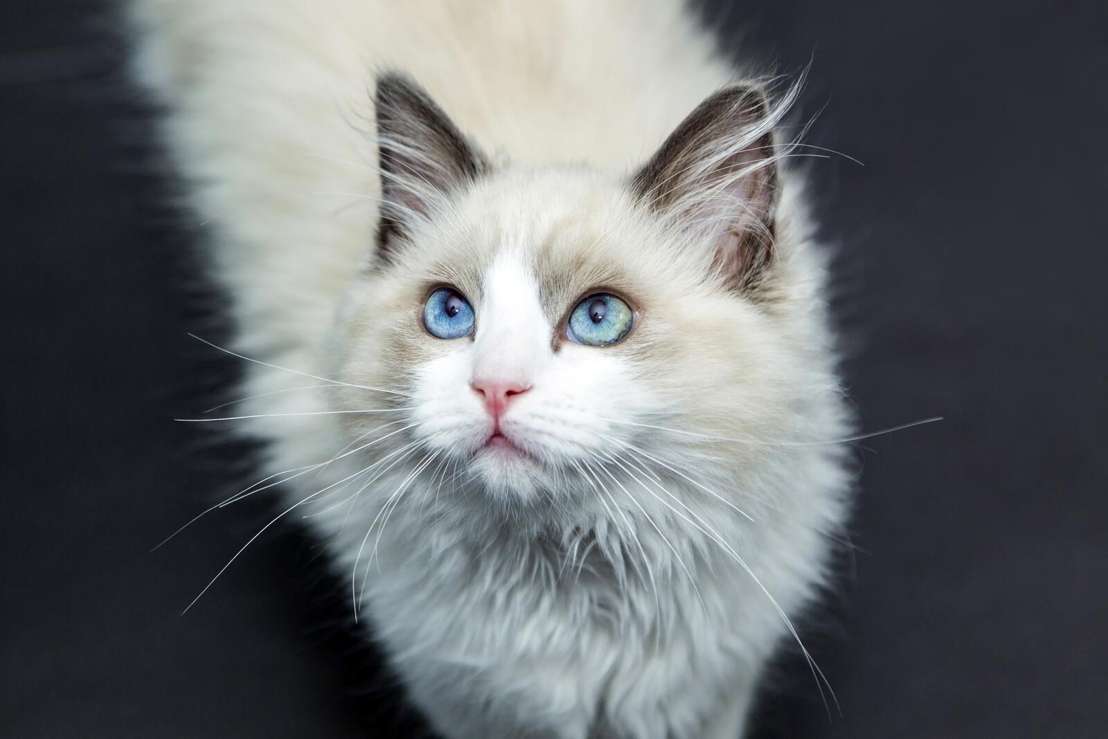 Бесплатное фото Белая пушистая кошка с красивыми голубыми глазами
