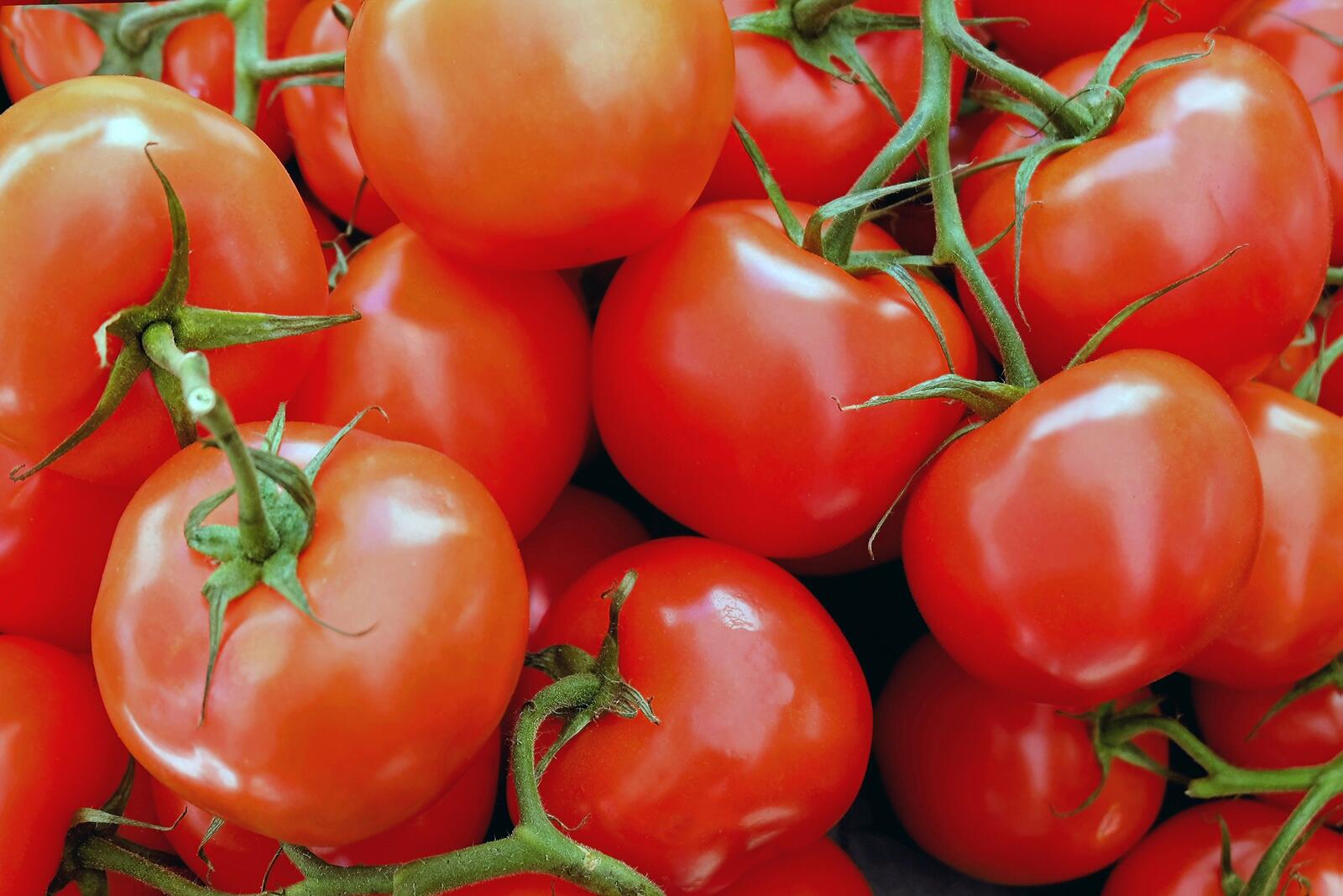 Free photo Ripe tomatoes