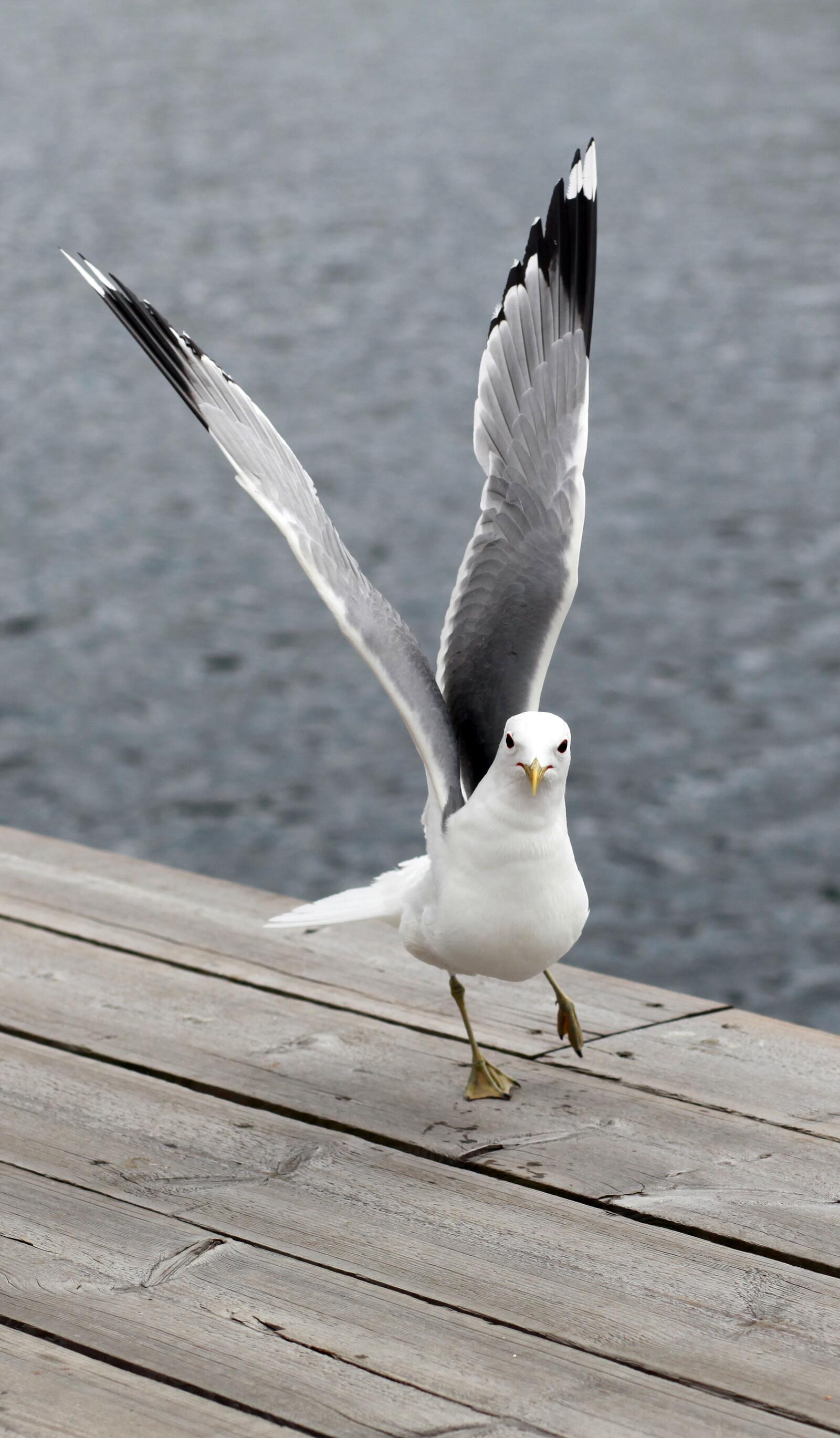 Free photo A seagull flapping its wings