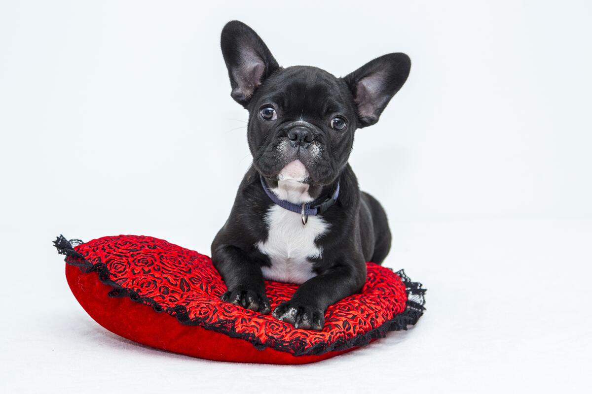Черный щенок мопса лежит на красной подушке