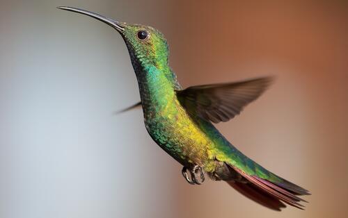 A close-up of a hummingbird
