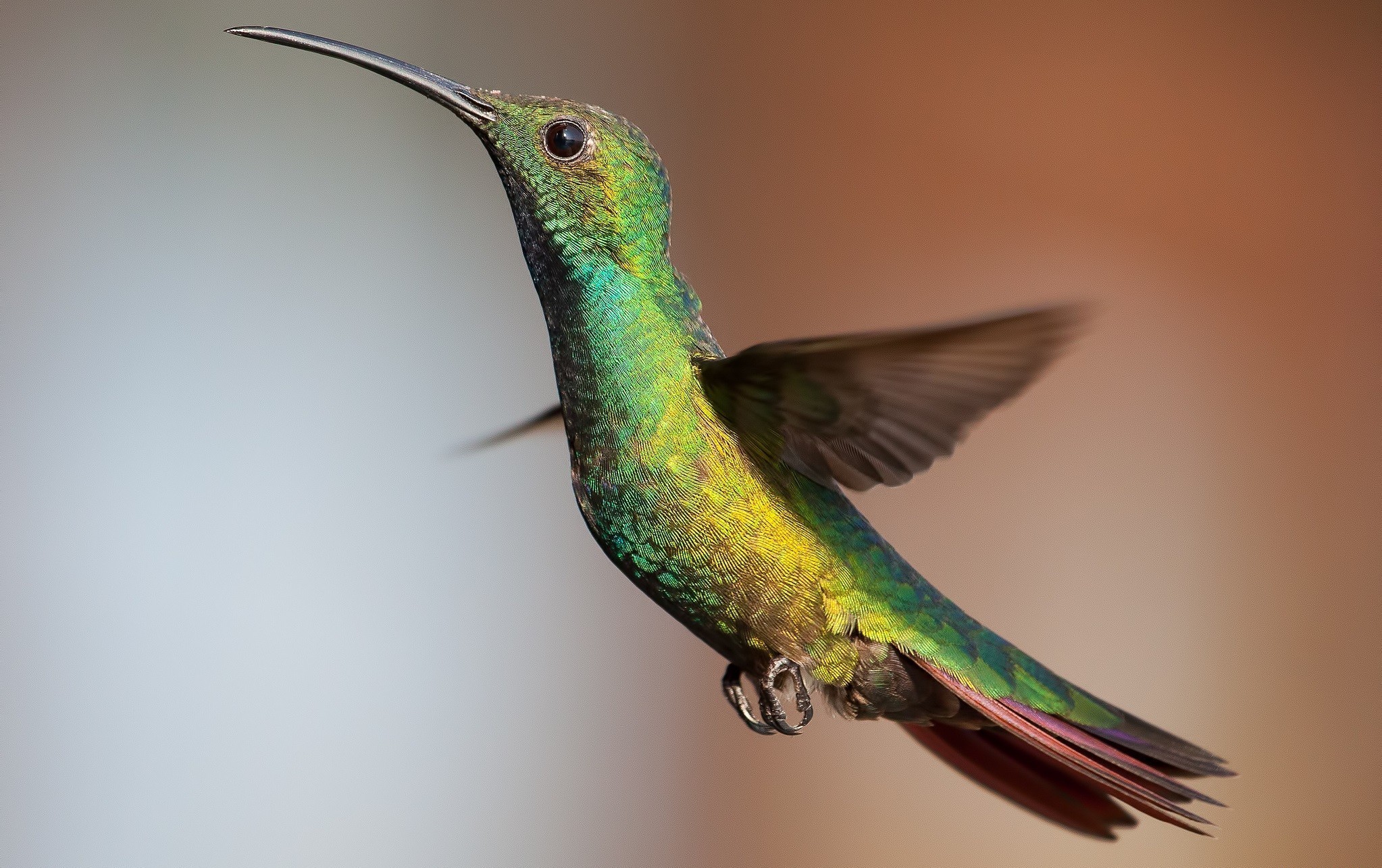 Free photo A close-up of a hummingbird